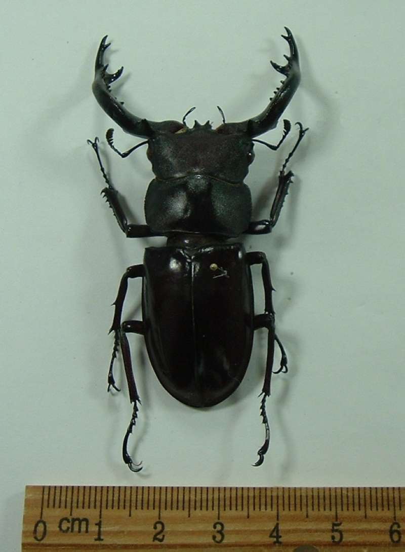 Male - Dorsal - Vertical<br>(Origin of the Specimen: Nanyun Sagain, Myanmar, Aug 9, 2002)