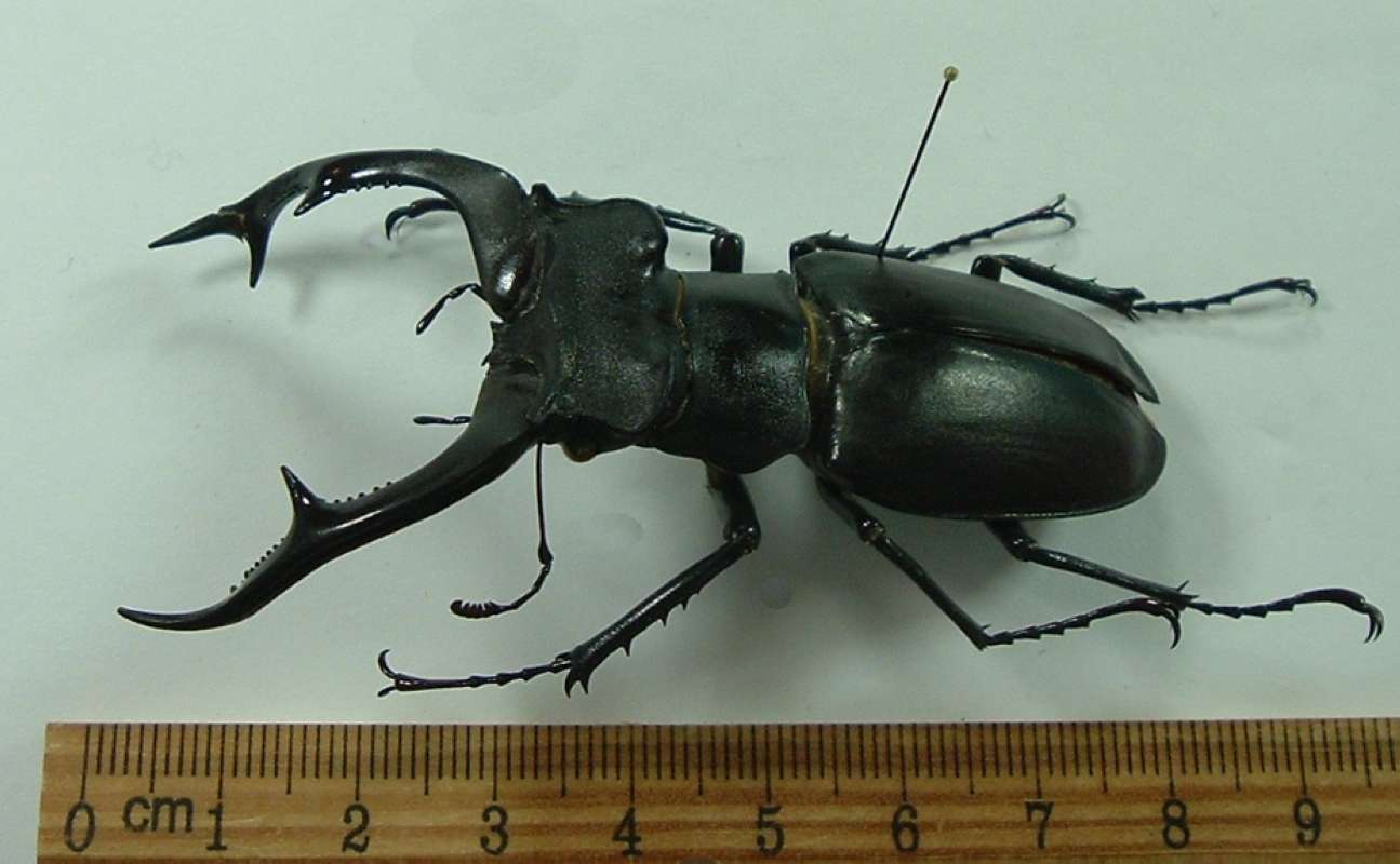 Male - Angle View<br>(Origin of the Specimen: Kozan,m Turkey, July 2001)