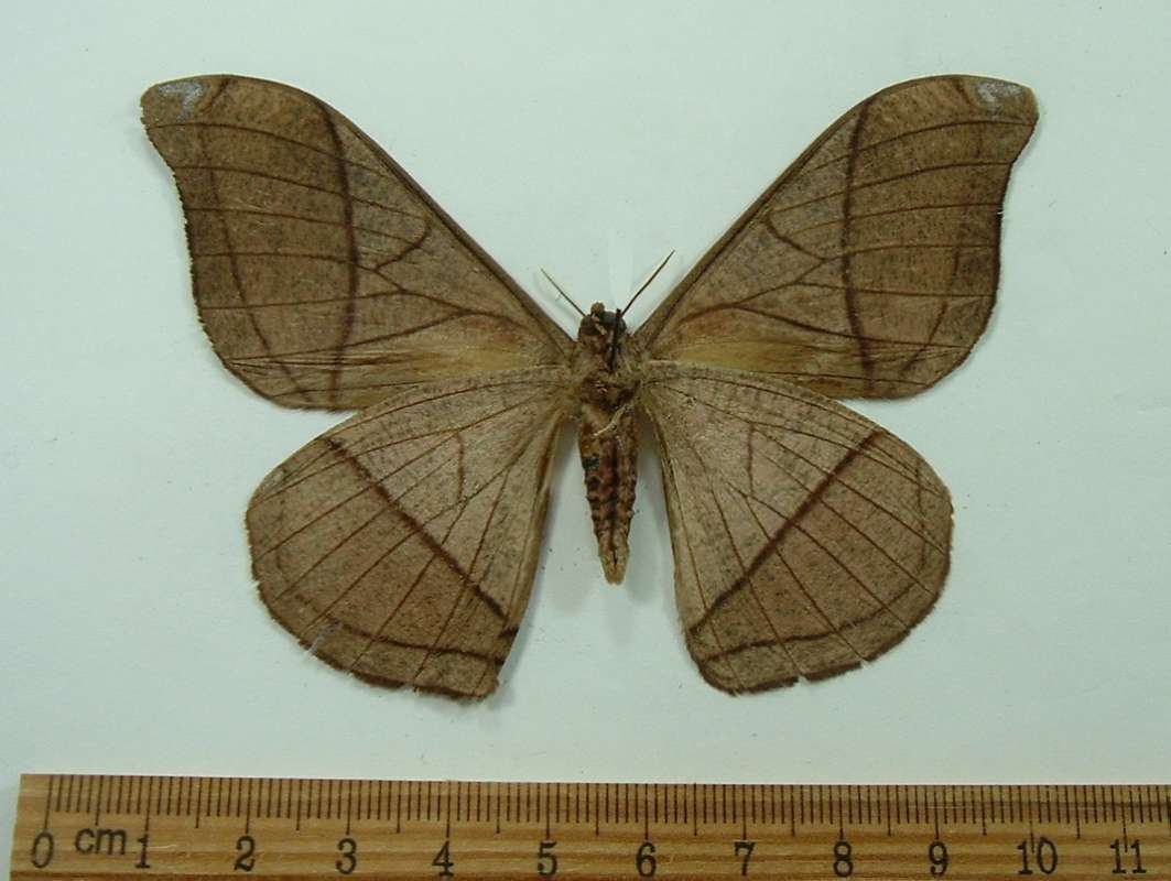Male - Ventral View<br>(Origin of the Specimen: French Guyana, Dec. 2011)