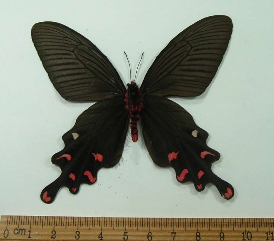 Male - Ventral View<br>(Origin of the Specimen: Pakistan, July 2003)