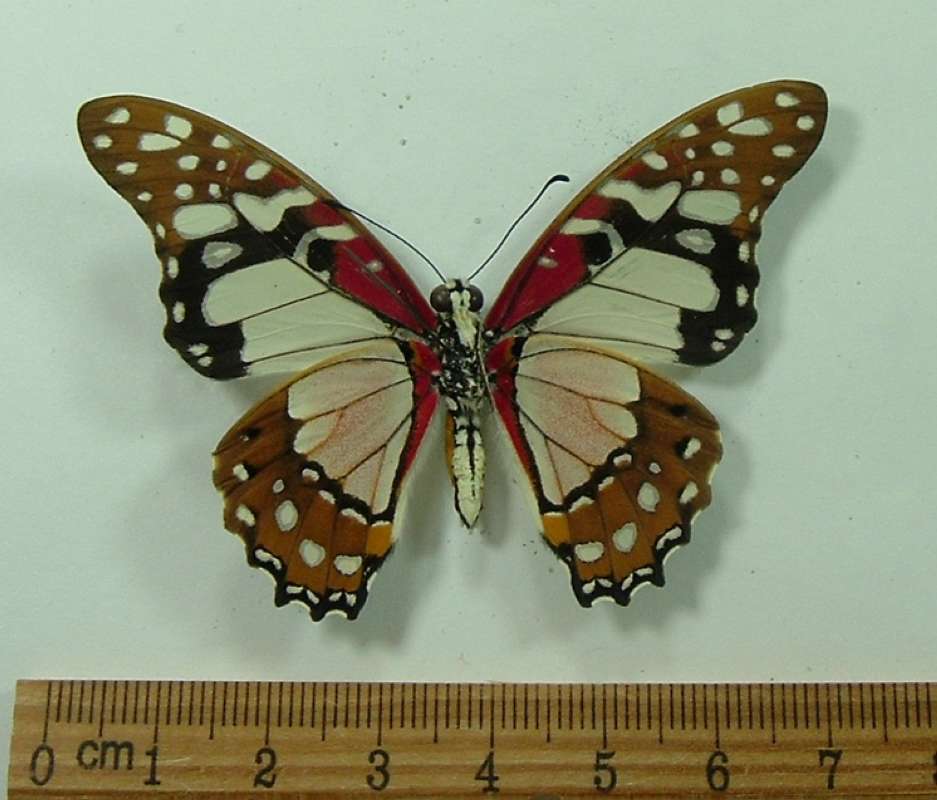 Male - Ventral<br>(Origin of the Specimen: Tanzania, Juy 2012)