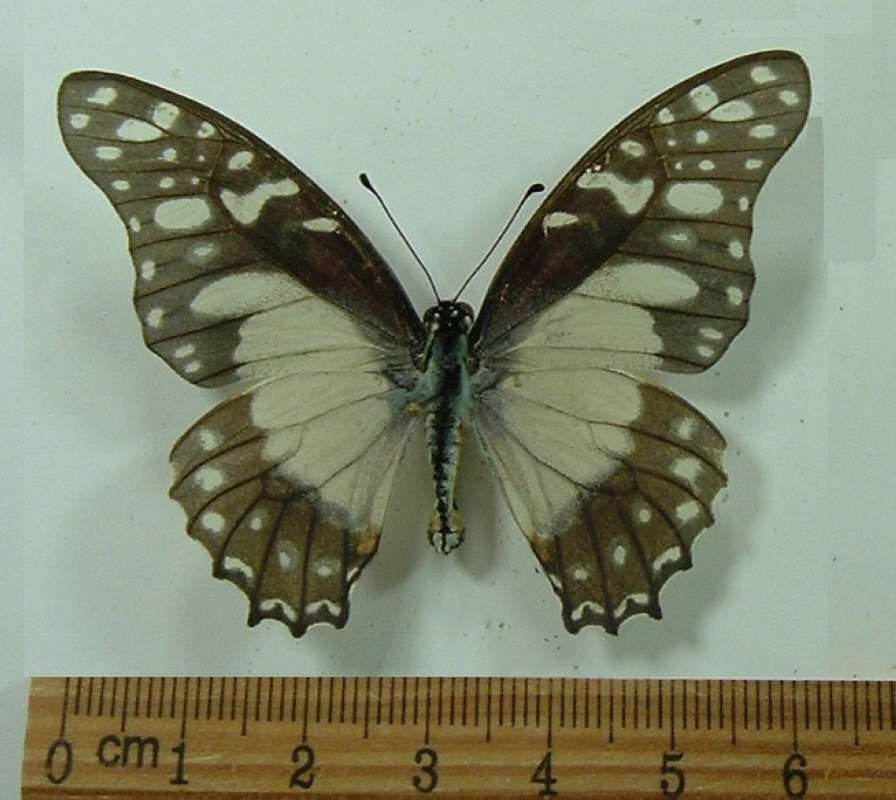 Female - Dorsal<br>(Origin of the Specimen: Tanzania, Juy 2012)