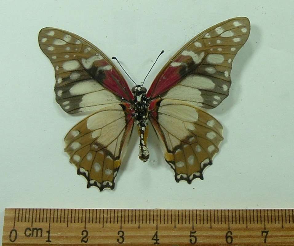 Female - Ventral<br>(Origin of the Specimen: Tanzania, Juy 2012)