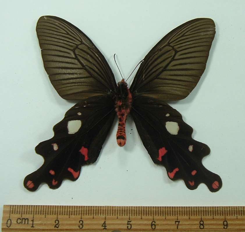 Male - Ventral<br>(Origin of the Specimen: Assam, North India, June 1984)