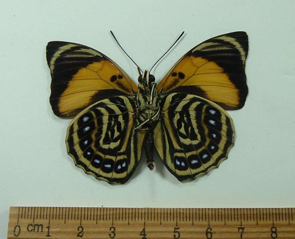 Male - Ventral<br>(Origin of the Specimen: Ecuador, March 2009)