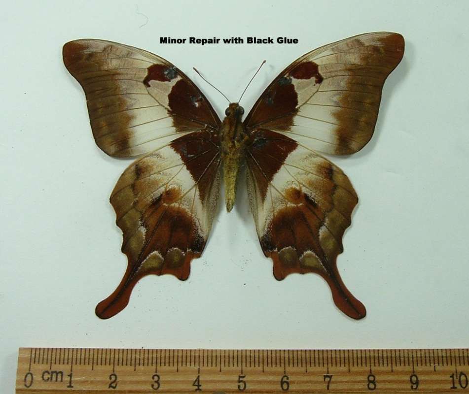 Female - Ventral View<br>(Origin of the Specimen: Ranong - Thailand, Nov 20009)