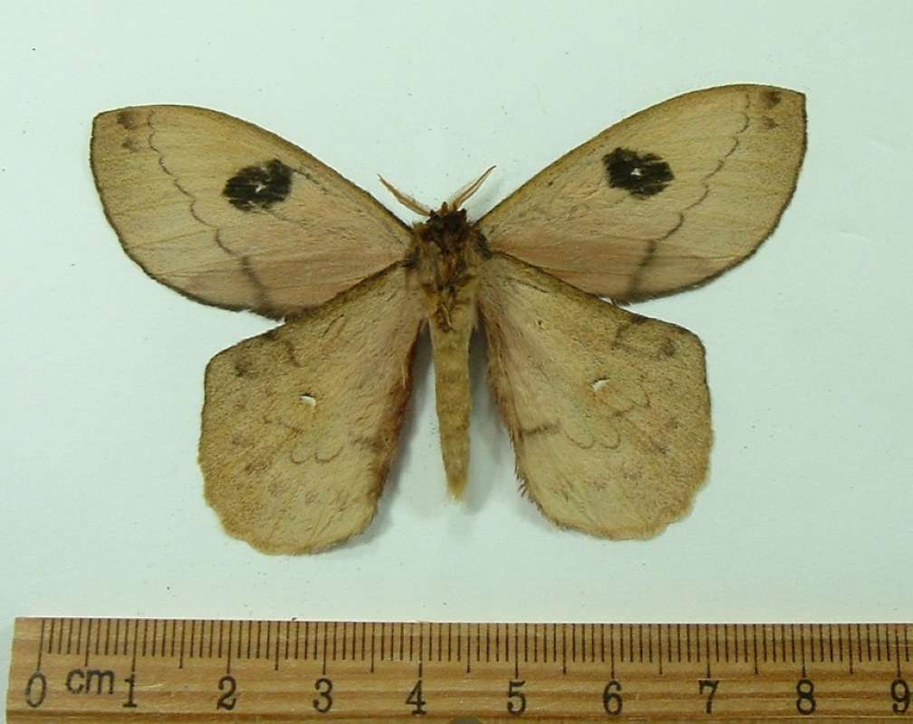 Male - Ventral<br>(Origin of the Specimen: Bolivia, July 2011)