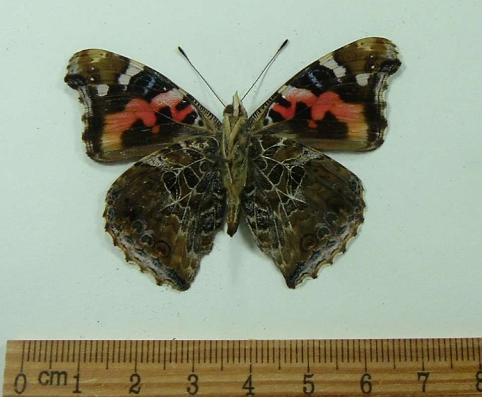 Male - Ventral View<br>(Origin of the Specimen: Cambodia, March 2009)