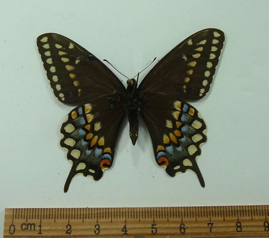 Male - Ventral View (Dugan Col)<br>(Origin of the Specimen: Apache Co, Arizona, April, 1978)
