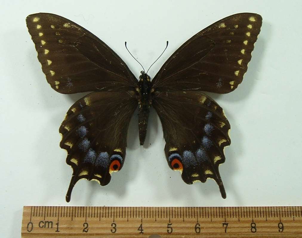 Female - Dorsal View<br>(Origin of the Specimen: Prescott, Arizona, July 2003)