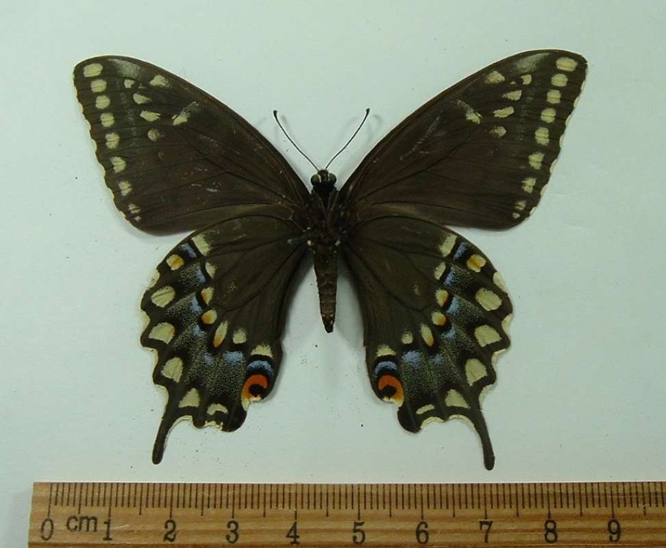 Female - Ventral View<br>(Origin of the Specimen: Prescott, Arizona, July 2003)