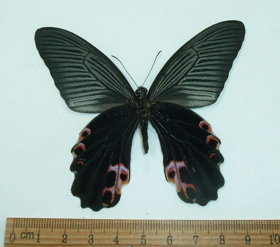 Male - Ventral View<br>(Origin of the Specimen: Laos, April 2012)