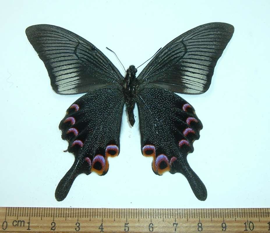 Male - Ventral View<br>(Origin of the Specimen: Laos, April 2012)