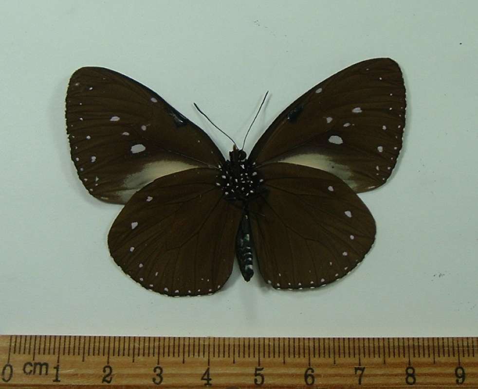 Male - Ventral View<br>(Origin of the Specimen: Laos, May 2009)