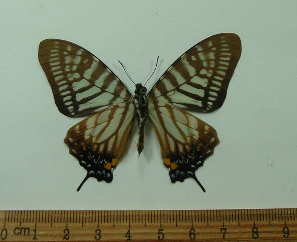 Male - Ventral View<br>(Origin of the Specimen: Mt. Phu Phan, Laos, May 2009)