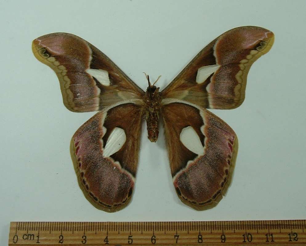 Female - Ventral View<br>(Origin of the Specimen: Buga Valley, Colombia, Apr 17, 1984)