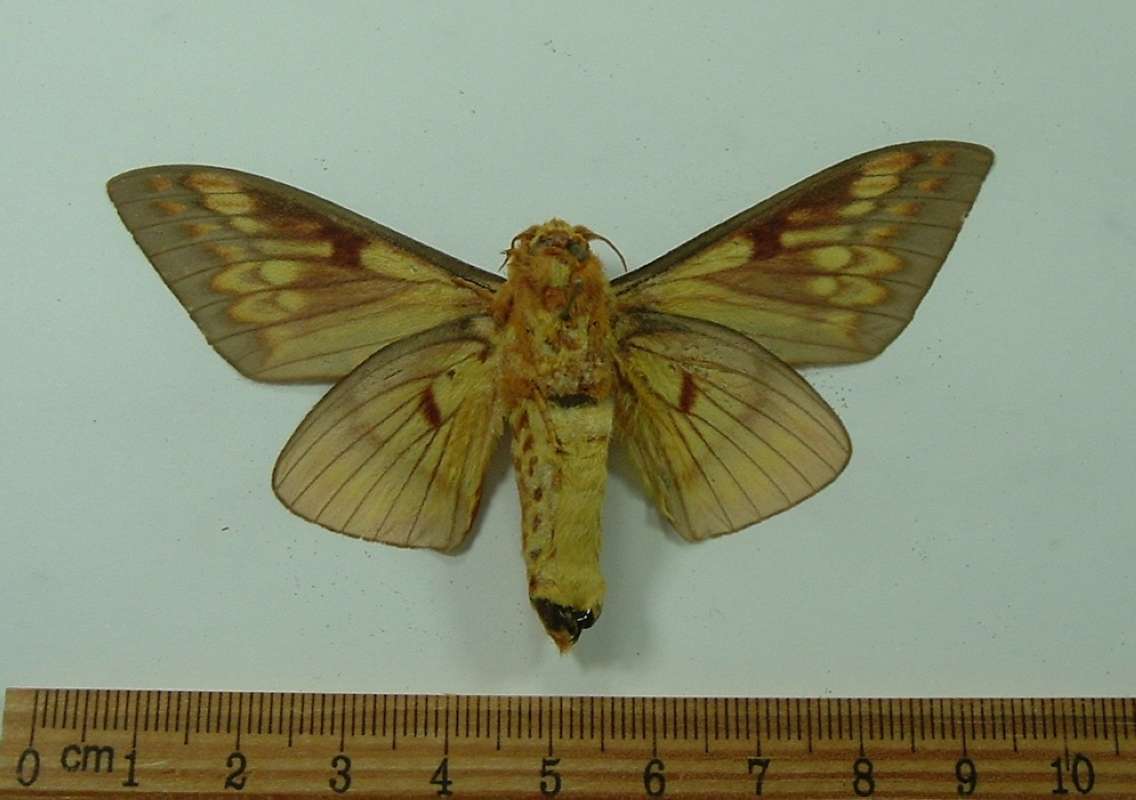 Male - Ventral View<br>(Origin of the Specimen: Obidos, Brazil. March 1981)