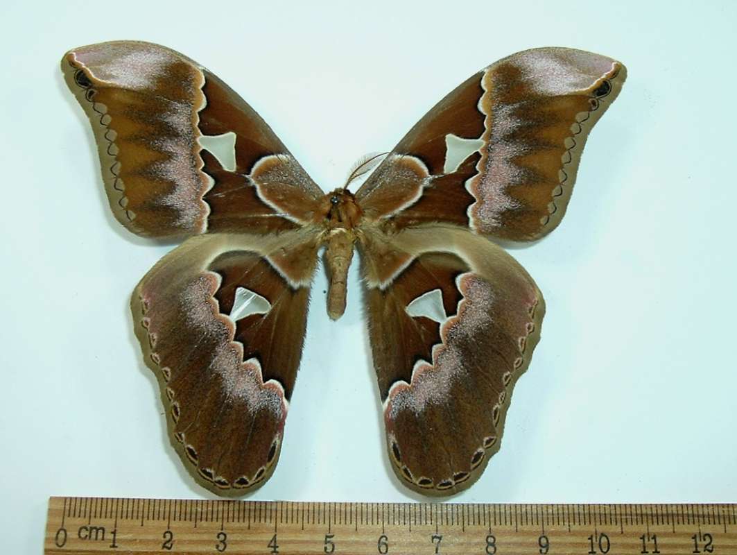 Female - Dorsal View<br>(Origin of the Specimen: Buga Valley, Colombia, Apr 1984)