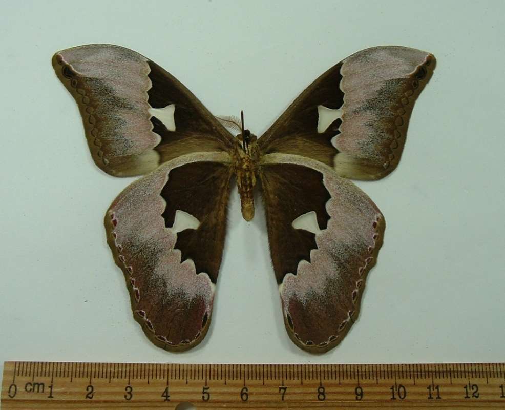 Female - Ventral View<br>(Origin of the Specimen: Buga Valley, Colombia, Apr 1984)