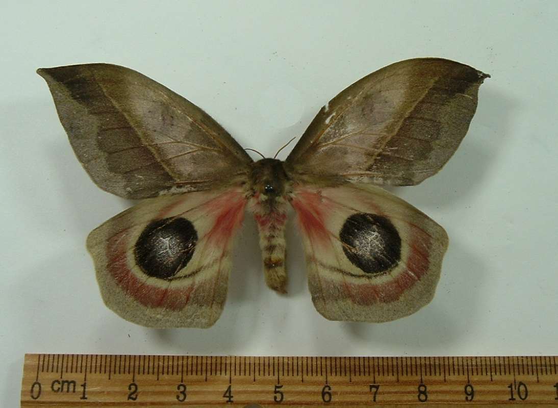 Female - Dorsal View<br>(Origin of the Specimen: Costa Rica, Sept 2011)