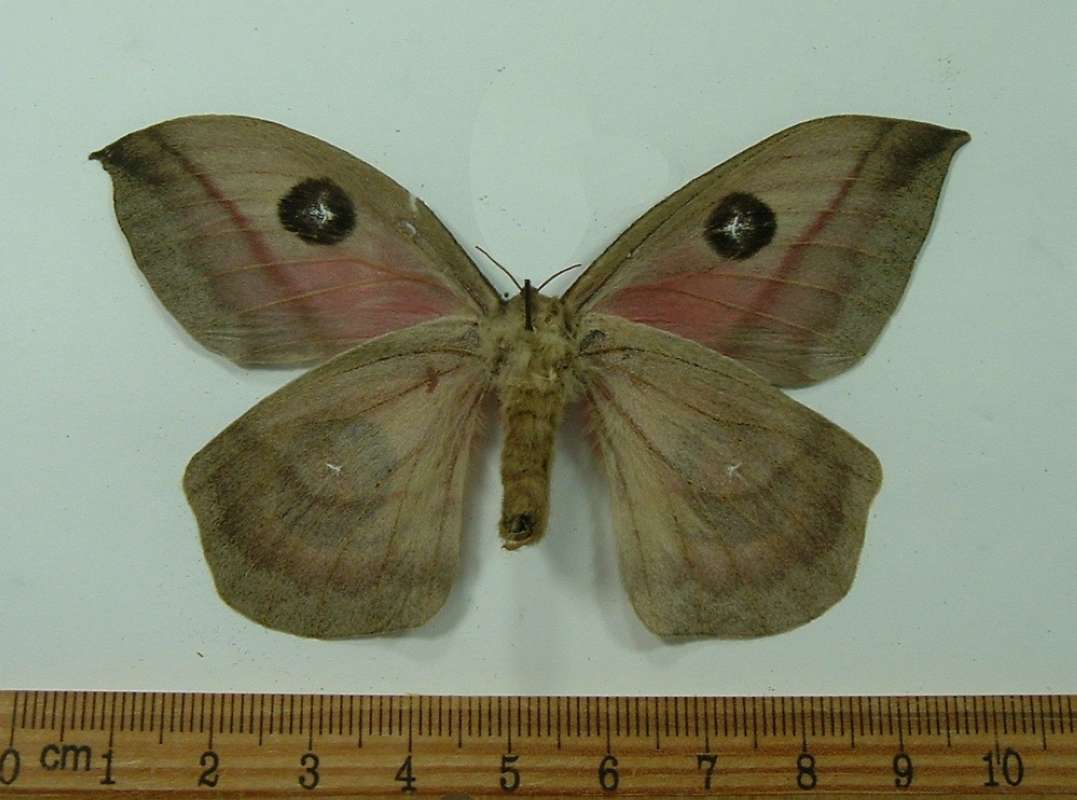 Female - Ventral View<br>(Origin of the Specimen: Costa Rica, Sept 2011)