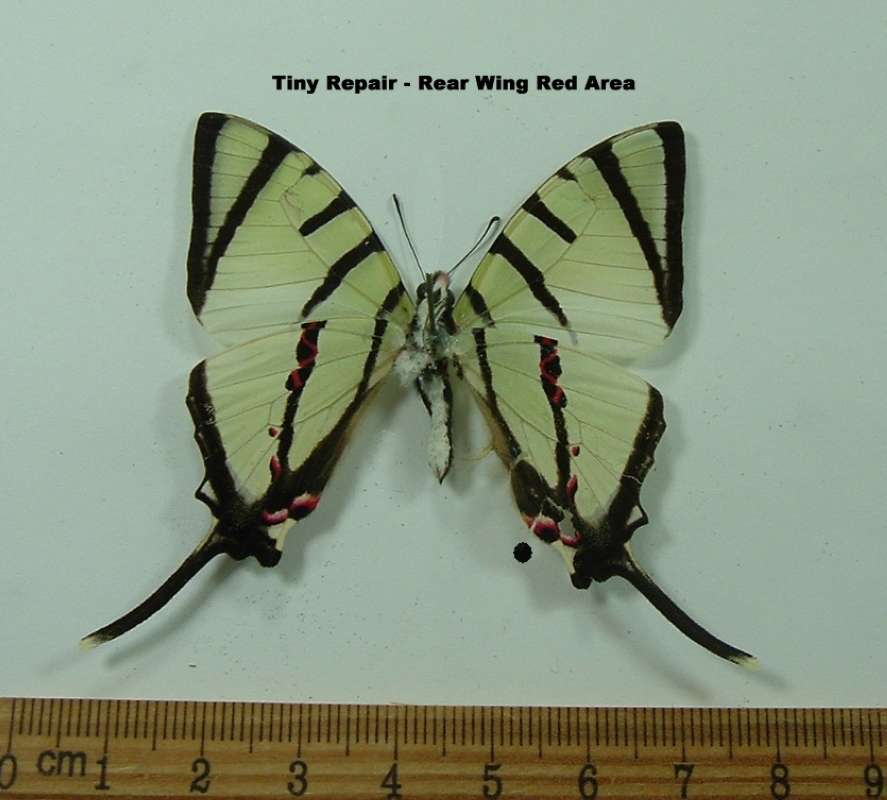 Male - Vental<br>(Origin of the Specimen: Vietnam,  March)