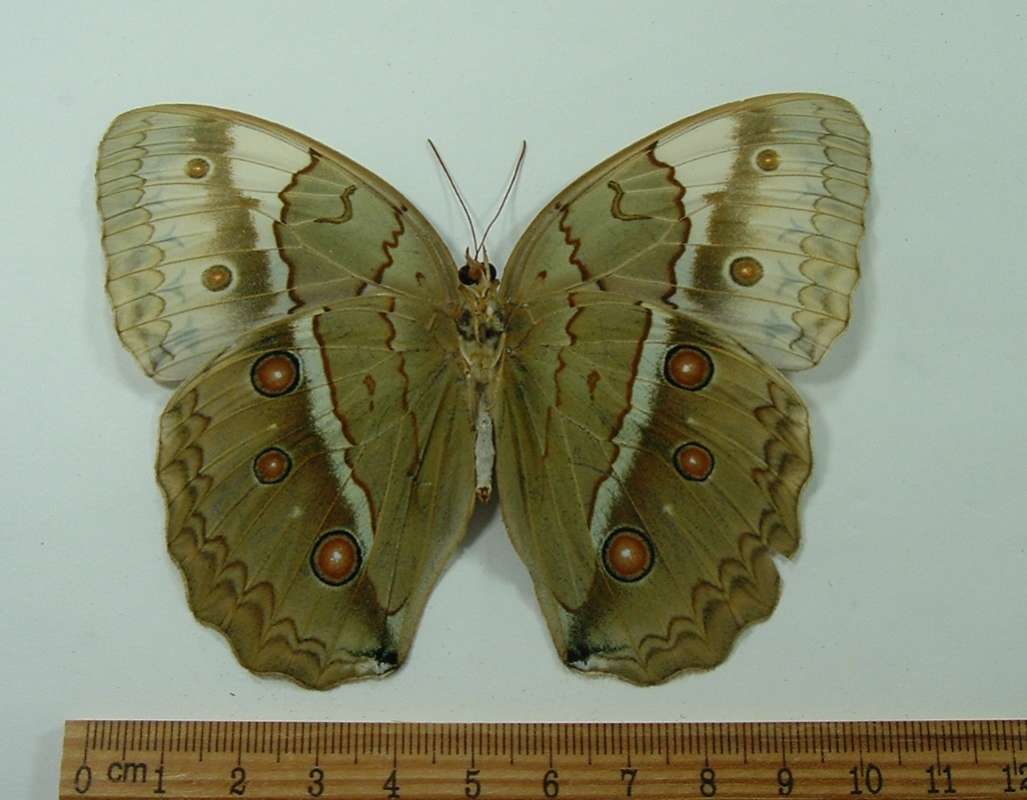 Male - Ventral View<br>(Origin of the Specimen: Gia Lai, Central Vietnam,  January)