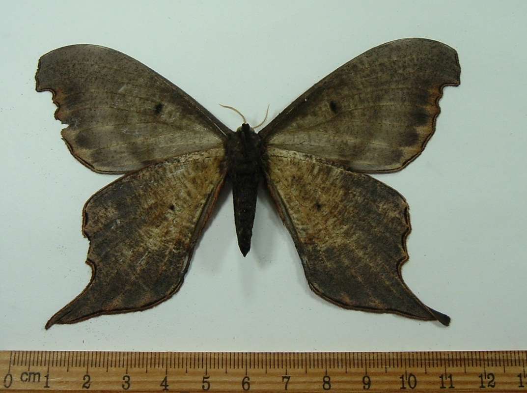 Male - Ventral View<br>(Origin of the Specimen: French Guyana, Feb. 2012)