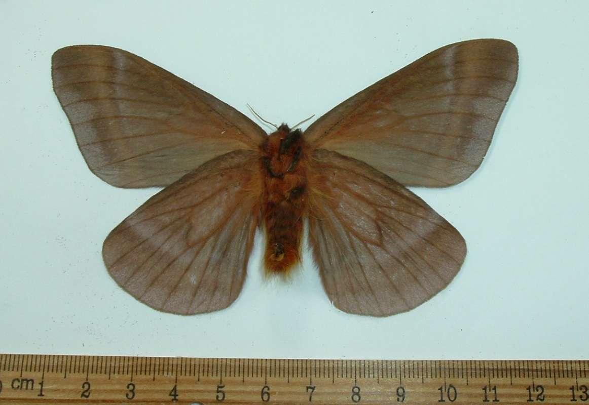 Female - Ventral View<br>(Origin of the Specimen: Buga Valley, Colombia, April 1984)