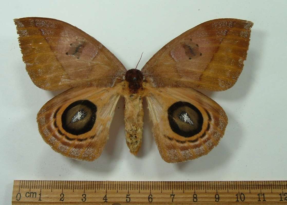 Female - Dorsal View<br>(Origin of the Specimen: Cuzco, Peru, Dec. 2011)