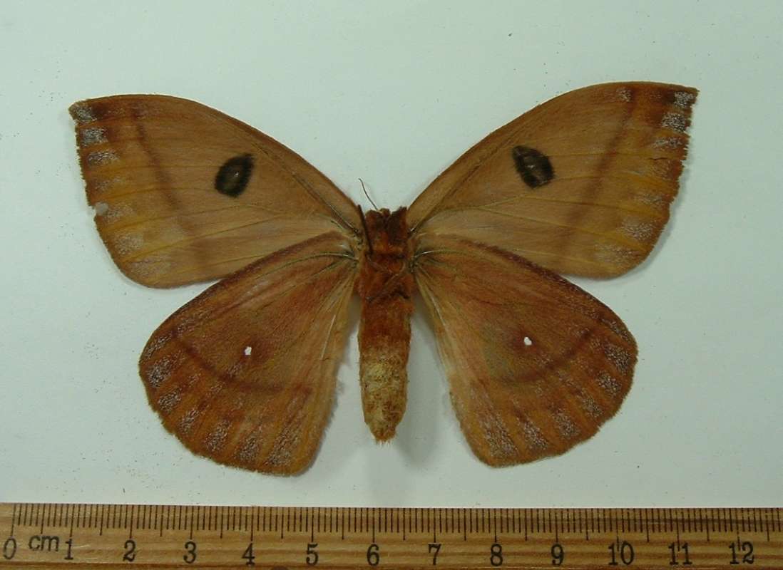 Female - Ventral View<br>(Origin of the Specimen: Cuzco, Peru, Dec. 2011)