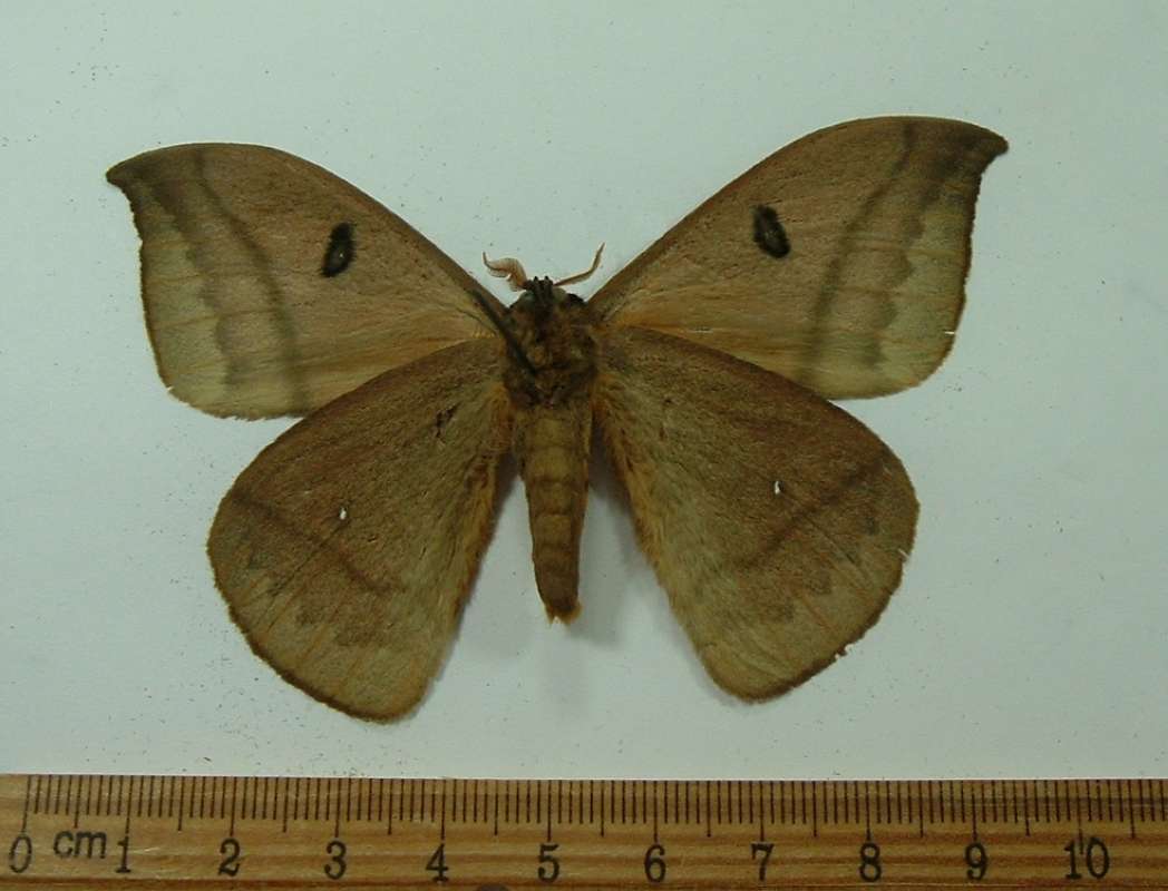 Male - Ventral View<br>(Origin of the Specimen: Cuzco, Peru, Dec. 2011)