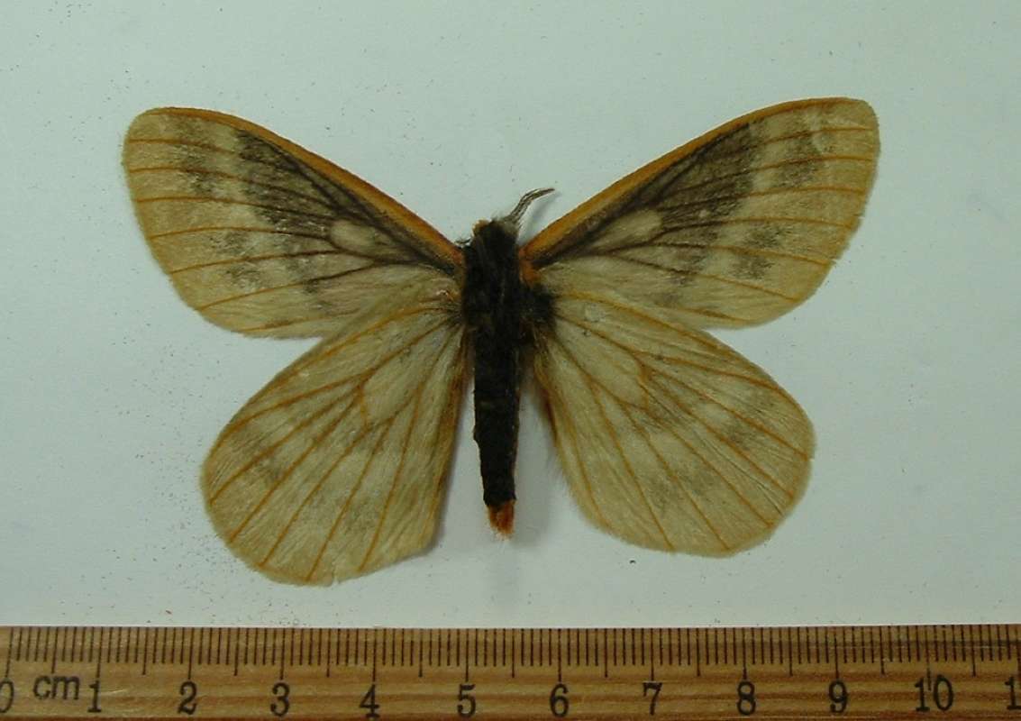 Male - Ventral View<br>(Origin of the Specimen: Naranja, Ecuador, June 2013)
