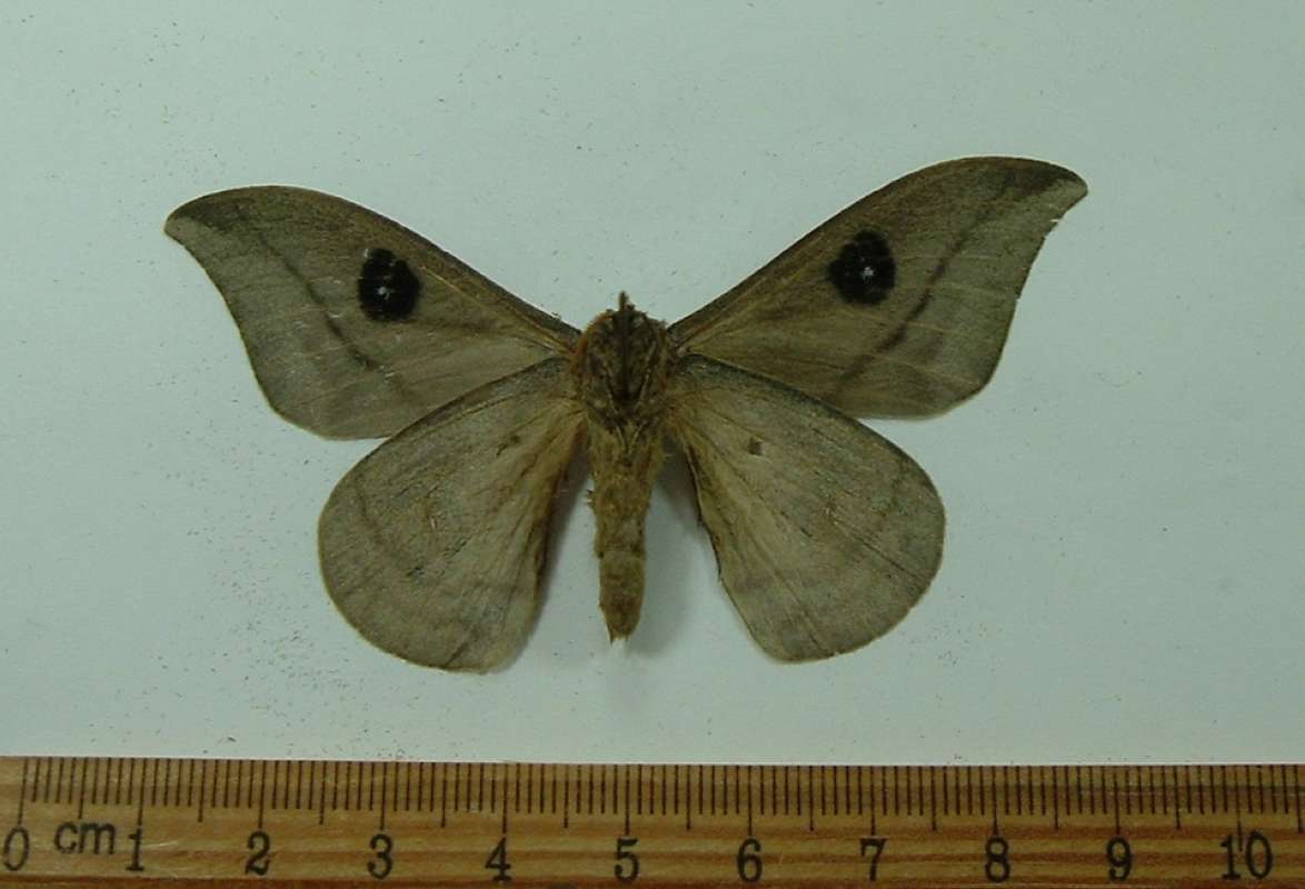 Male - Ventral View<br>(Origin of the Specimen: Buga Valley, Colombia, April 1984)