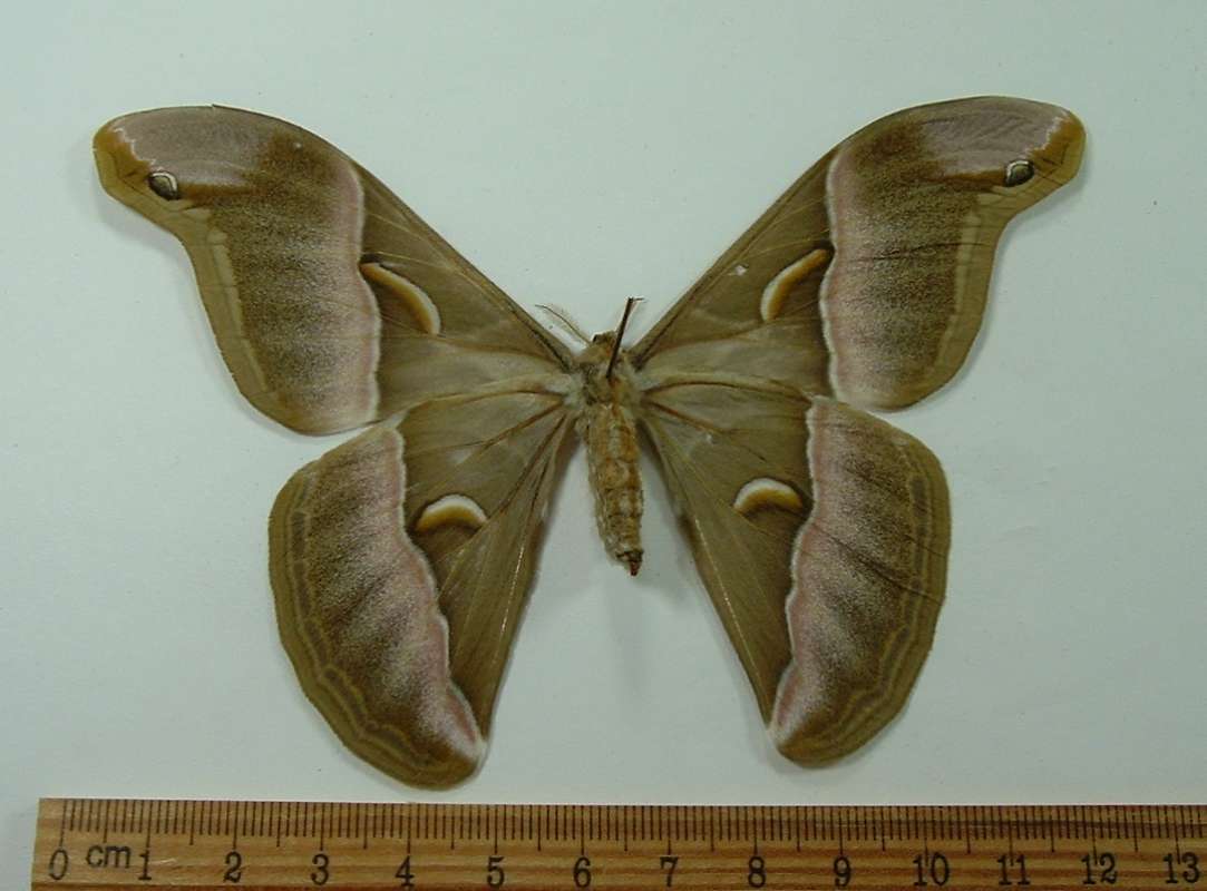 Male - Ventral View<br>(Origin of the Specimen: Luzon, December)