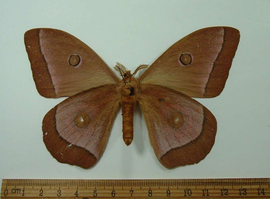 Male - Ventral<br>(Origin of the Specimen: Kenya, November 2009)