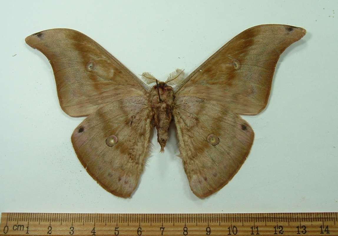 Male - Ventral View<br>(Origin of the Specimen: Mindoro, Islands, Phil. Dec. 2012)