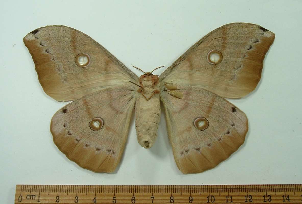 Female - Ventral View<br>(Origin of the Specimen: Negros, Phil. August 2009)