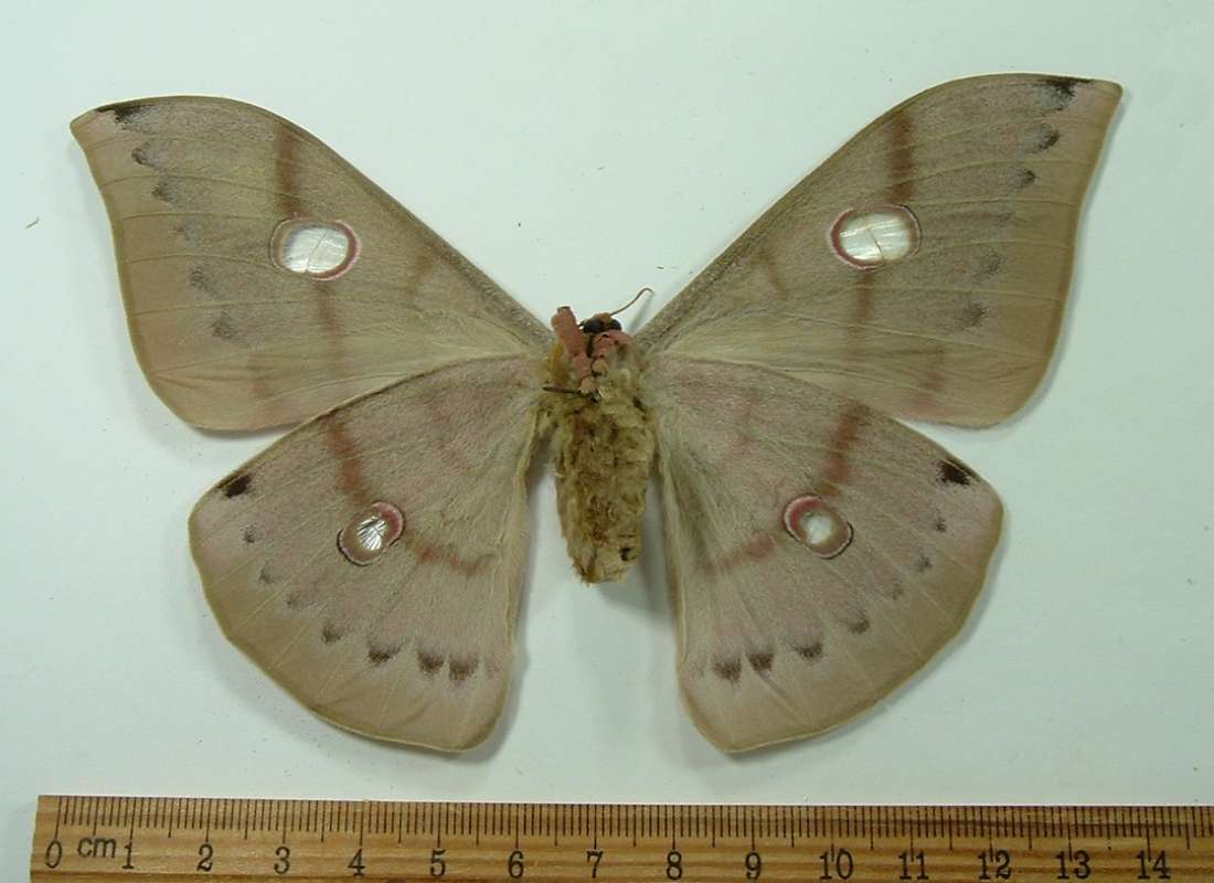 Female - Ventral View<br>(Origin of the Specimen: Luzon, December 2012)