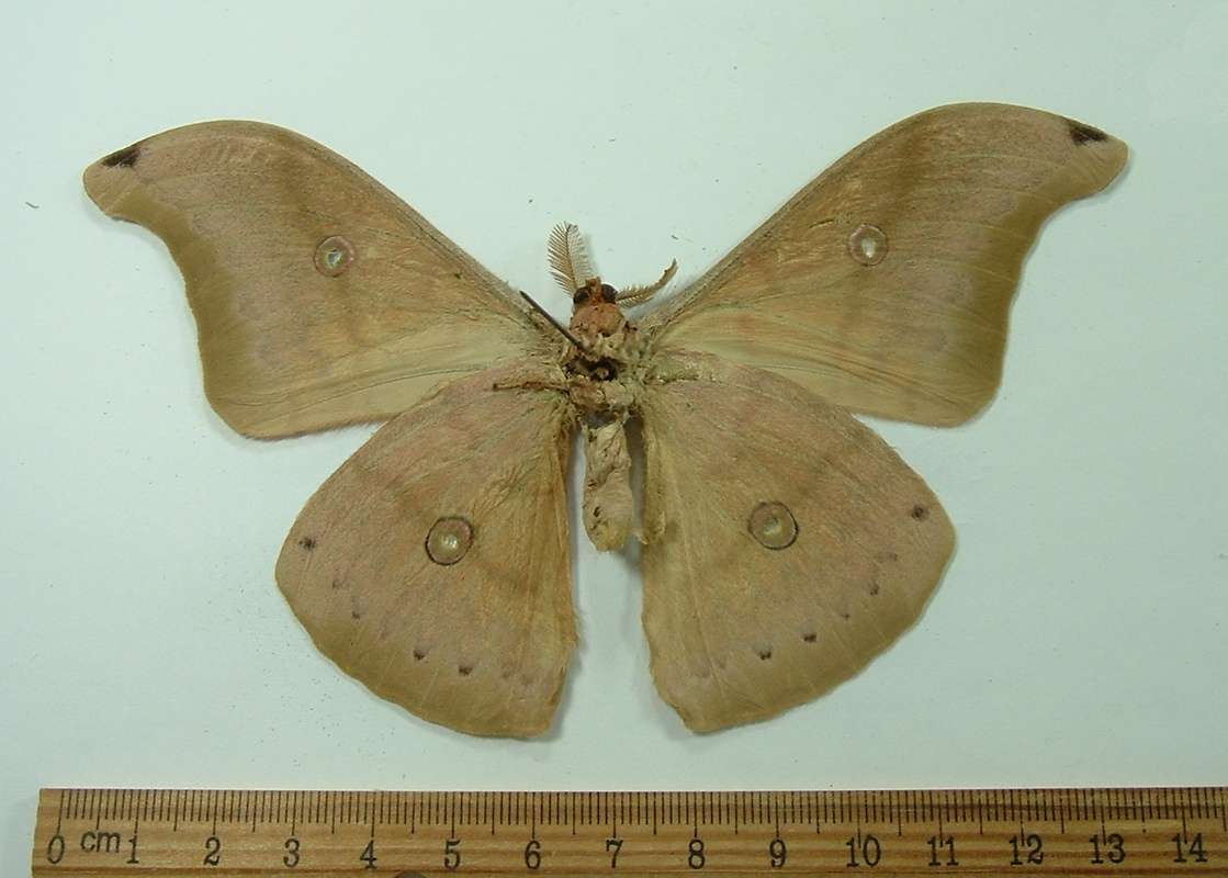 Male - Ventral<br>(Origin of the Specimen: Mindoro, July 2012)