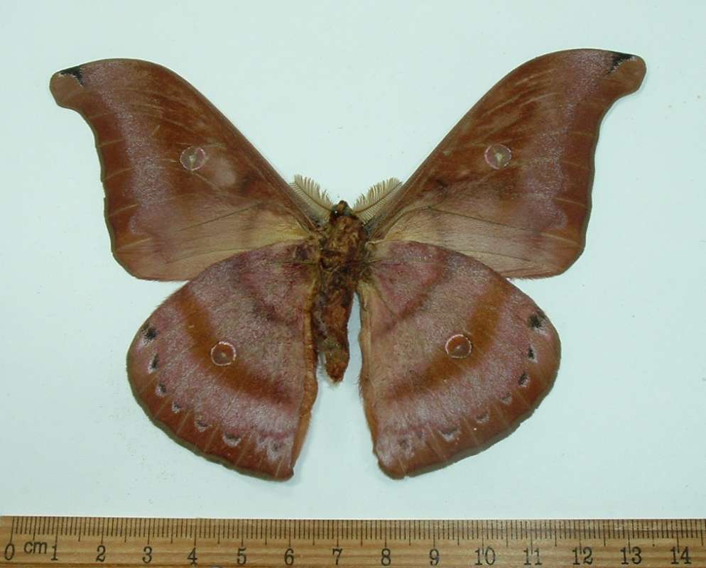 Male - Ventral View<br>(Origin of the Specimen: Tirmor, April 1998)