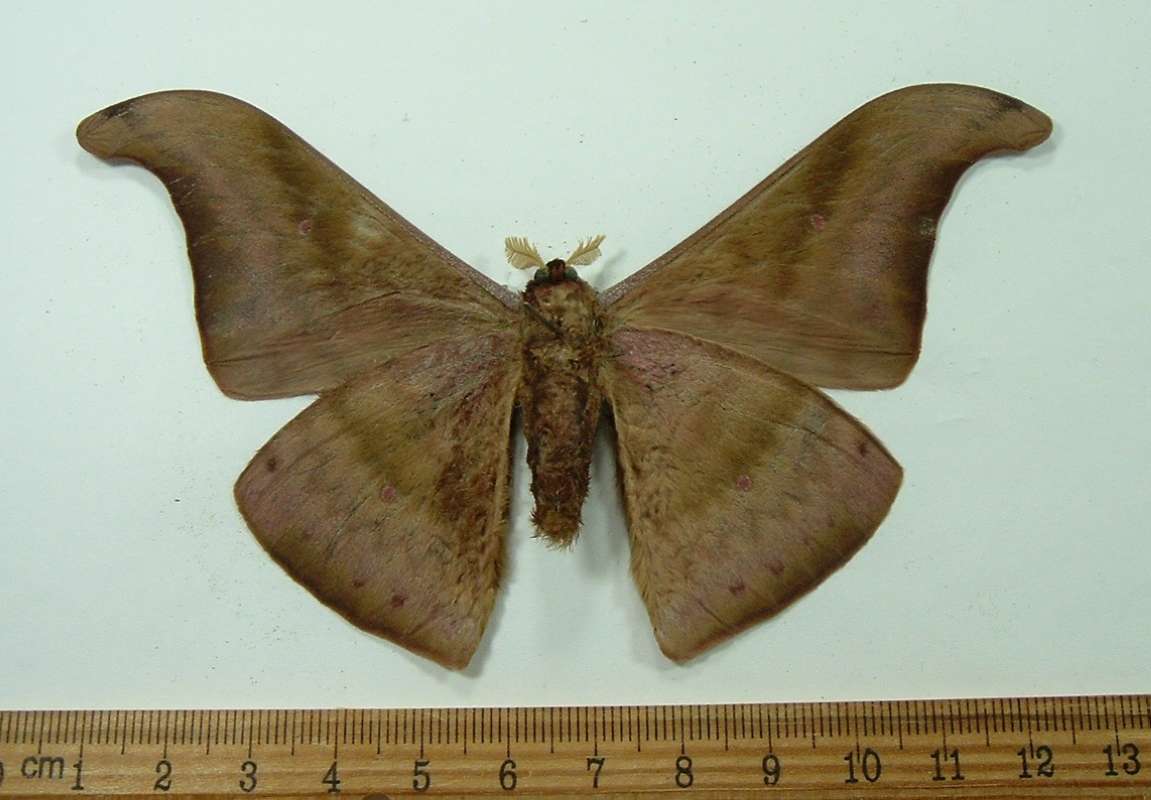 Male - Ventral View<br>(Origin of the Specimen: Vietnam, May 2002)