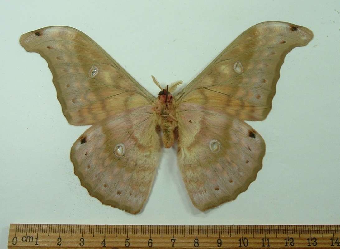 Male - Ventral View<br>(Origin of the Specimen: Negros, Philippines, May 2012)