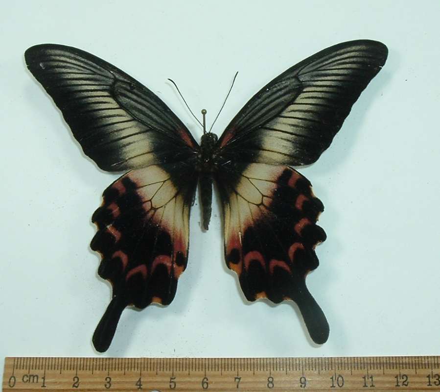 Female - Dorsal<br>(Origin of the Specimen: West Timor, Feb. 2015)