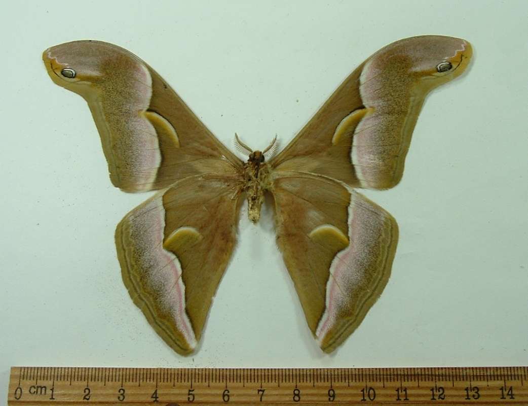 Male - Ventral View<br>(Origin of the Specimen: North west India)