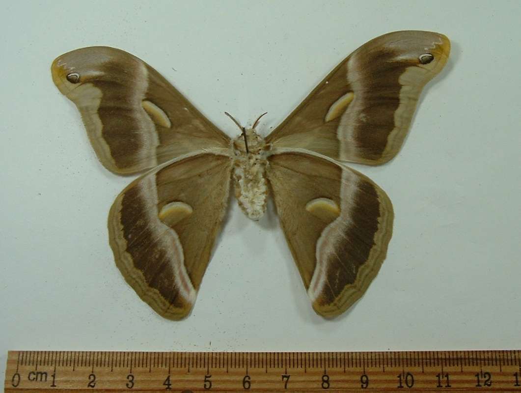 Male - Ventral View<br>(Origin of the Specimen: East Vietnam, Sept. 2012)