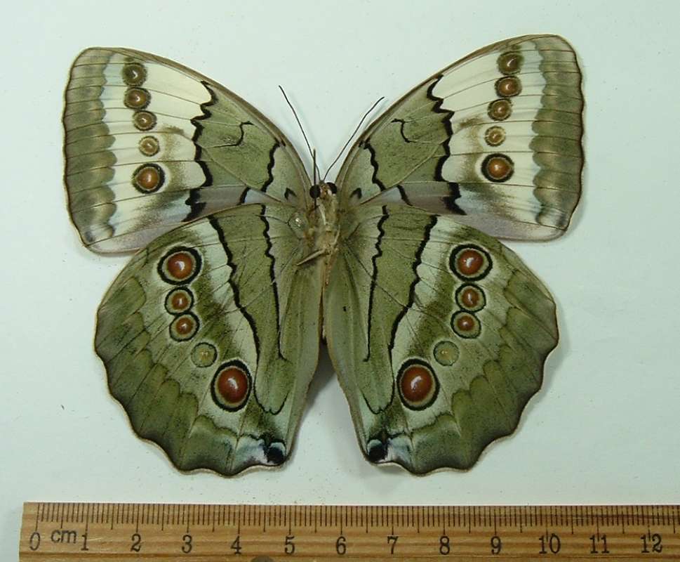 Female - Ventral View<br>(Origin of the Specimen: Da Nang Prov, Vietnam, March 2008)