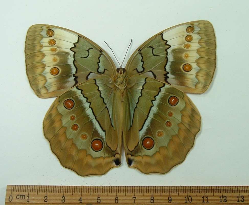 Male - Ventral View<br>(Origin of the Specimen: Phrae Province, Thailand, Setp 2001)