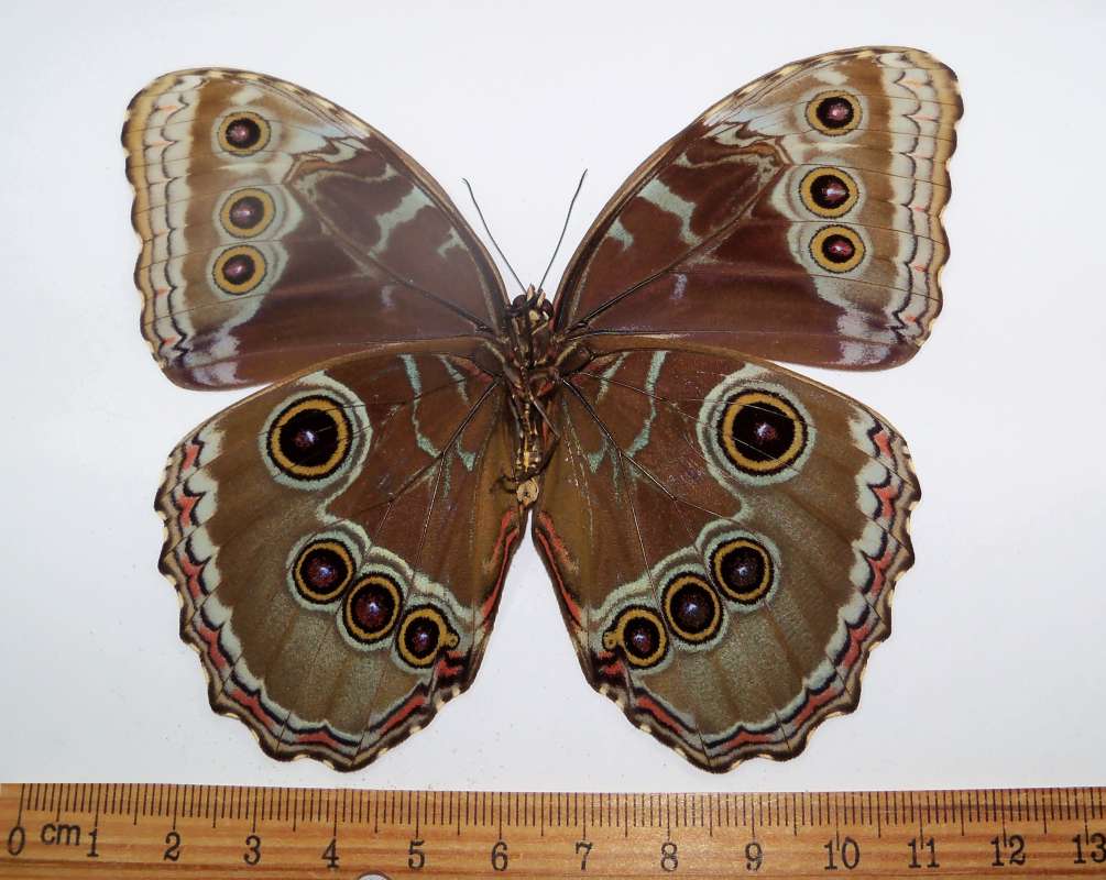 Male - Ventral View<br>(Origin of the Specimen: Guerrero, SW Mexico, July)