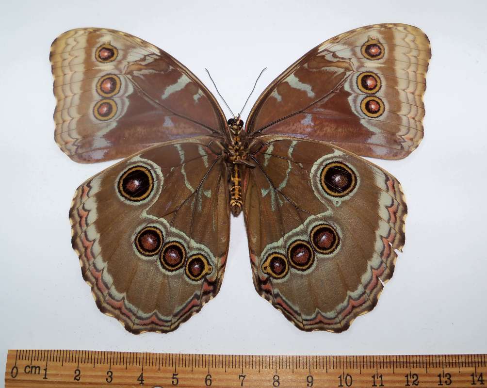 Female - Ventral View - Possible Addomen Repair<br>(Origin of the Specimen: Guerrero, SW Mexico, July)